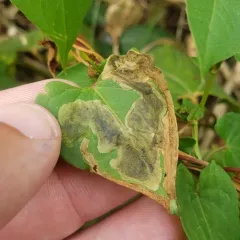 Pegomya setaria thumbnail 3