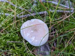 Clitopilus paxilloides thumbnail 3
