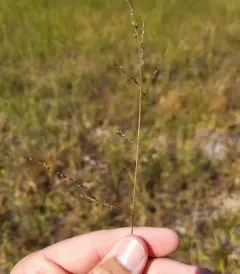 Long-leaved Redtop-Panicgrass thumbnail 4