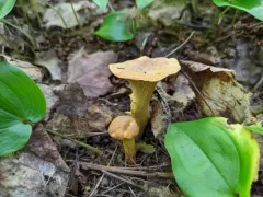 Amethyst Chanterelle thumbnail 2
