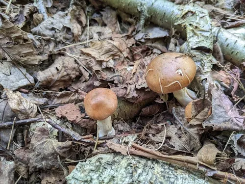 Cortinarius balaustinus