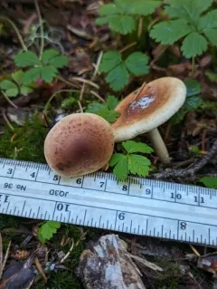Pholiota humii thumbnail 3