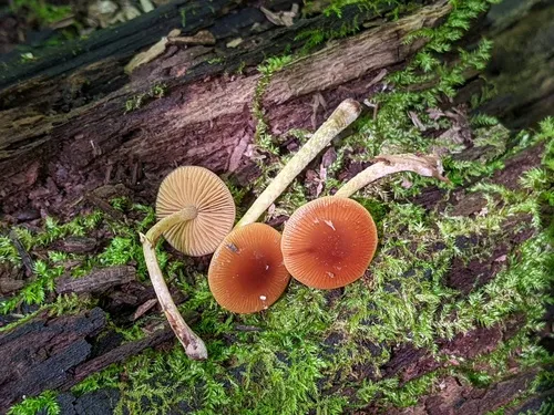 Pholiotina intermedia