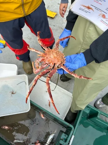 Norway King Crab