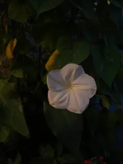 Moonflower thumbnail 2