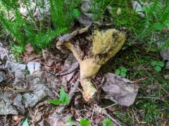 Amblyosporium spongiosum thumbnail 3