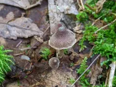 Cortinarius fagetorum thumbnail 2
