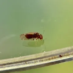 Large-winged Psocid thumbnail 4