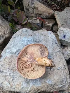Lactarius cordovaensis thumbnail 2