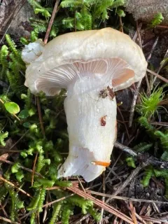 Hygrophorus tennesseensis thumbnail 3