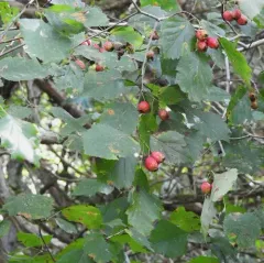 Holmes' Hawthorn thumbnail 4