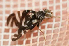 Stenopa vulnerata thumbnail 4