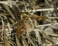 Williston's bee fly thumbnail 2