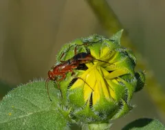 Ageniella accepta thumbnail 3