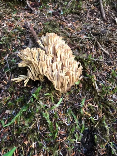 Ramaria velocimutans
