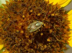 Western Tarnished Plant Bug thumbnail 3