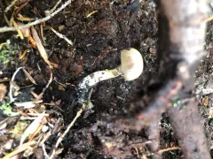 Cortinarius anomalovelatus thumbnail 3