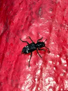 Enoclerus moestus thumbnail 2