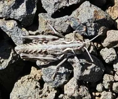 Shasta Slant-faced Grasshopper thumbnail 2