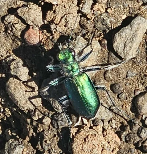 Alpine Tiger Beetle