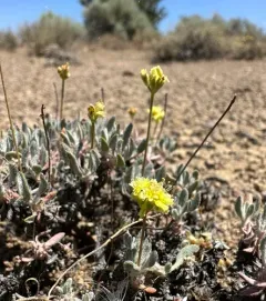 Cusick's Buckwheat thumbnail 1