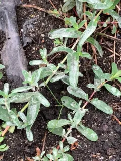Erysiphe hyperici thumbnail 3