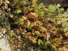 Thomson's Calcareous Moss thumbnail 3