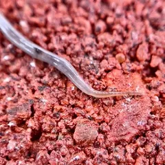Snake-headed Flatworm thumbnail 4