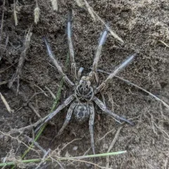 Unbanded Wolf Spider thumbnail 2