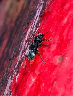 Enoclerus moestus thumbnail 3