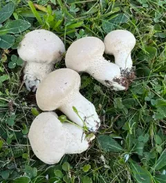 Pestle Puffball thumbnail 3