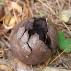 Tumbling puffball thumbnail 3