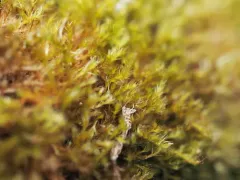 Herzogiella adscendens thumbnail 4