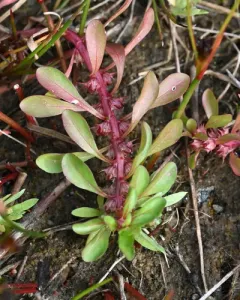 Water-purslane thumbnail 2