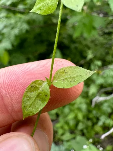 obtuse starwort