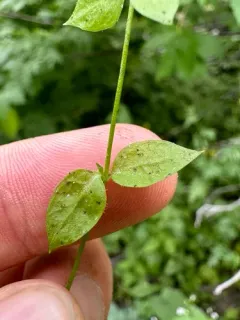 obtuse starwort thumbnail 1