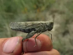 Carlinian Snapper thumbnail 4