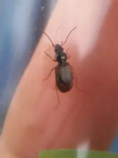 Seine Riverbank Ground Beetle thumbnail 3