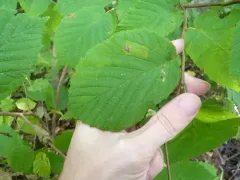Phyllonorycter intermixta thumbnail 2