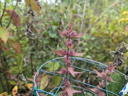 earleaf false foxglove