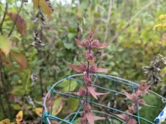 earleaf false foxglove thumbnail 1