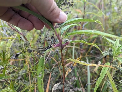 Olpodiplosis helianthi