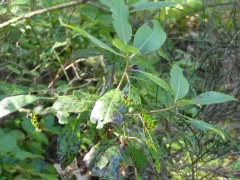 Phacidiopycnis washingtonensis thumbnail 1