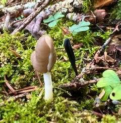Elastic Saddle thumbnail 3