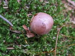 Cortinarius olididisjungendus thumbnail 2