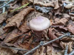 Cortinarius emunctus thumbnail 2