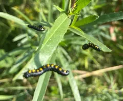 Willow Sawfly thumbnail 3