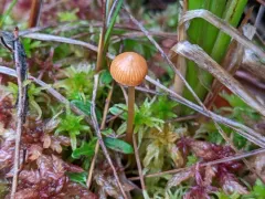 Galerina sphagnicola thumbnail 2