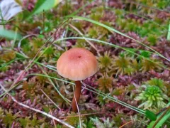 Laccaria longipes thumbnail 4