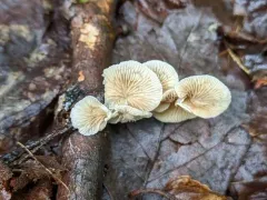 Crepidotus fusisporus thumbnail 2
